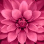 Profile picture of Deepak Manish